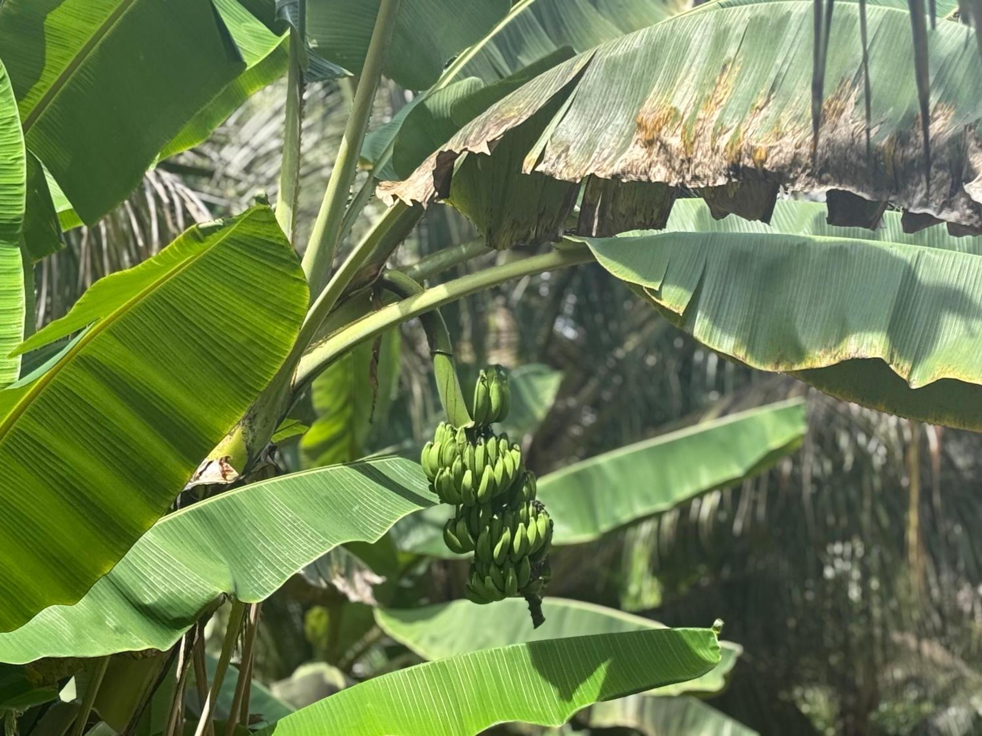 Agro Village Resort , Kalpitiya Ngoại thất bức ảnh